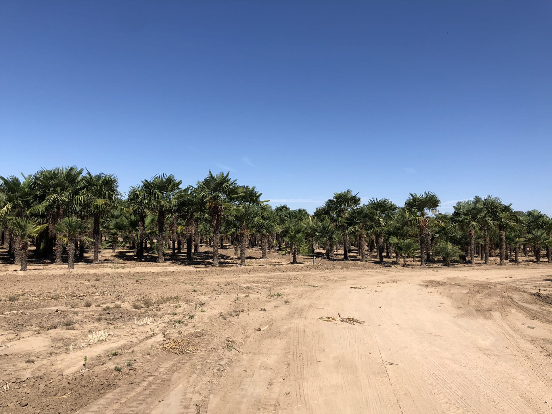 trachycarpus-fortunei?chinese-windmill-palm-004